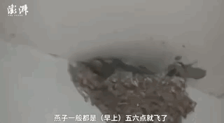 燕子是保护动物吗，燕子在家里搭窝预示着什么意思（老板为它们留了十年的门）