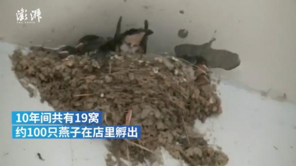 燕子是保护动物吗，燕子在家里搭窝预示着什么意思（老板为它们留了十年的门）