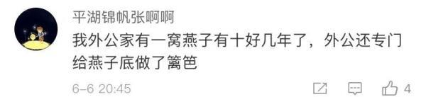 燕子是保护动物吗，燕子在家里搭窝预示着什么意思（老板为它们留了十年的门）