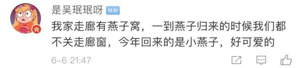 燕子是保护动物吗，燕子在家里搭窝预示着什么意思（老板为它们留了十年的门）