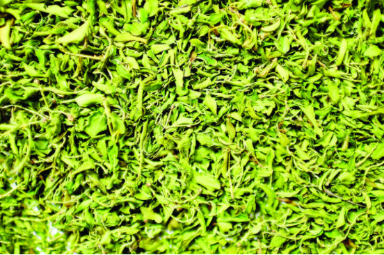 枣叶茶的功效和作用，枣叶茶的功效与作用（吕梁：枣树飘出茶香来）