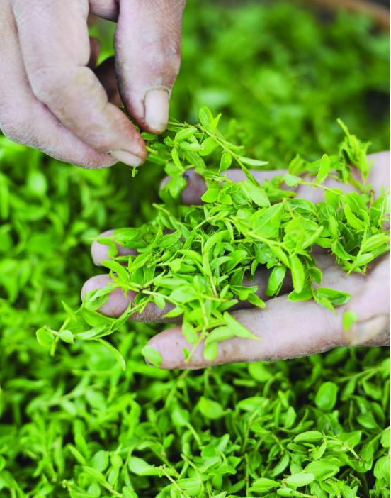 枣叶茶的功效和作用，枣叶茶的功效与作用（吕梁：枣树飘出茶香来）