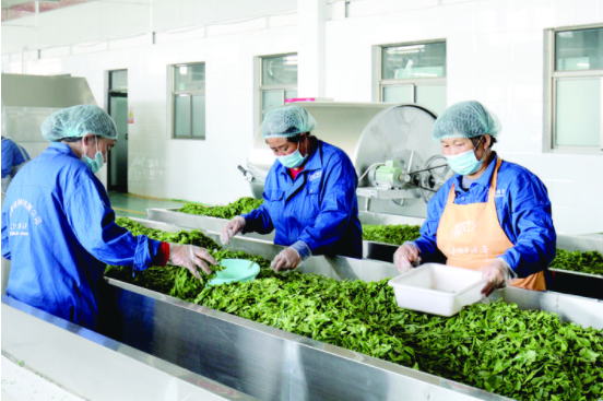 枣叶茶的功效和作用，枣叶茶的功效与作用（吕梁：枣树飘出茶香来）