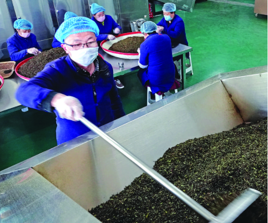 枣叶茶的功效和作用，枣叶茶的功效与作用（吕梁：枣树飘出茶香来）