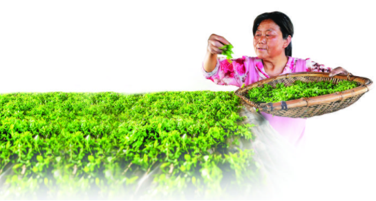 枣叶茶的功效和作用，枣叶茶的功效与作用（吕梁：枣树飘出茶香来）