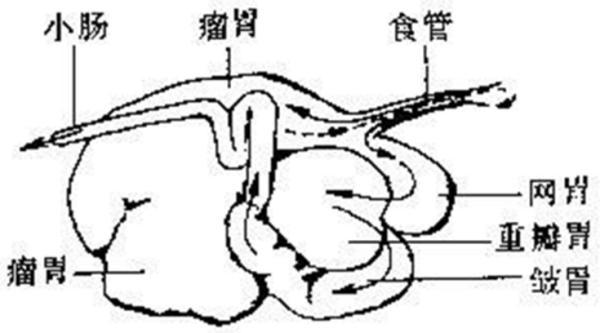 牛肚的营养价值及危害(牛肚营养价值与药用价值)