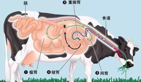 牛肚的营养价值及危害(牛肚营养价值与药用价值)