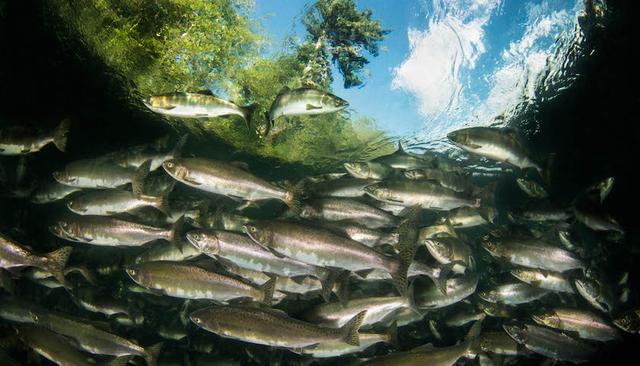 鲜英格是什么，英格是什么水果（挪威三文鱼盼再上中国餐桌）