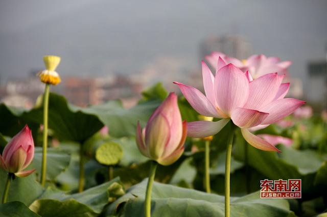 端午祝福语简短真诚，端午节简单祝福语简短（2020关于端午节问候语简短10字祝福语）