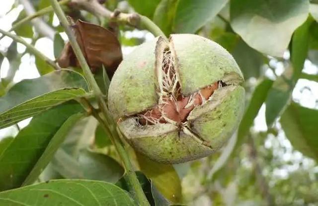 巴西松子的功效与作用，巴西松子的功效与作用、禁忌和食用方法（这些好吃的“健康的零食”）