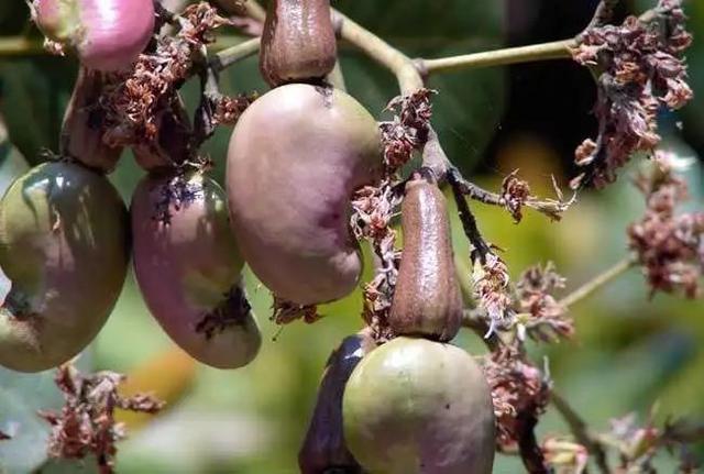 巴西松子的功效与作用，巴西松子的功效与作用、禁忌和食用方法（这些好吃的“健康的零食”）