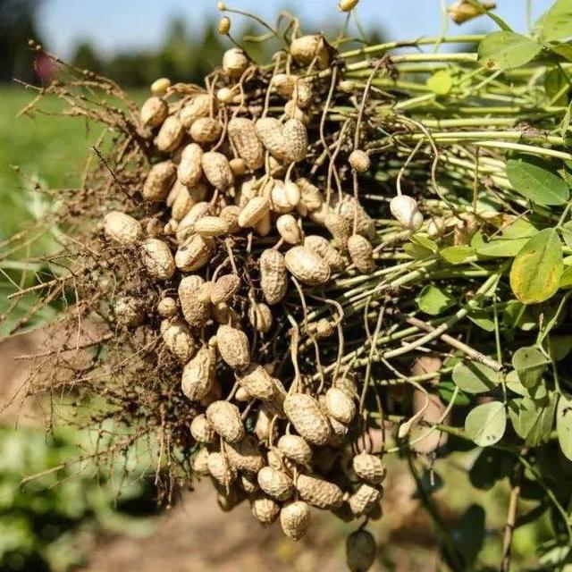 巴西松子的功效与作用，巴西松子的功效与作用、禁忌和食用方法（这些好吃的“健康的零食”）