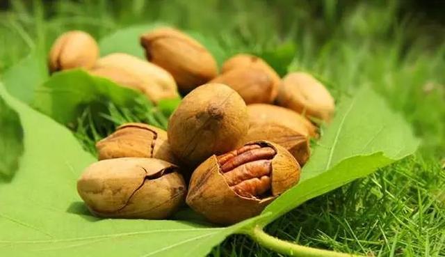 巴西松子的功效与作用，巴西松子的功效与作用、禁忌和食用方法（这些好吃的“健康的零食”）