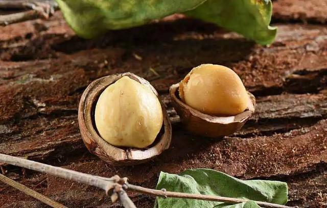 巴西松子的功效与作用，巴西松子的功效与作用、禁忌和食用方法（这些好吃的“健康的零食”）