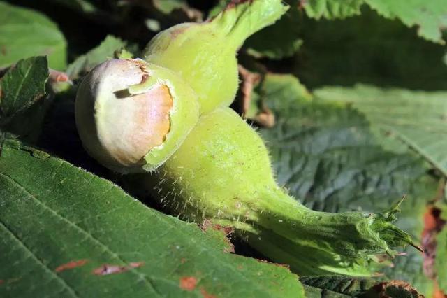 巴西松子的功效与作用，巴西松子的功效与作用、禁忌和食用方法（这些好吃的“健康的零食”）