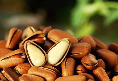 巴西松子的功效与作用，巴西松子的功效与作用、禁忌和食用方法（这些好吃的“健康的零食”）