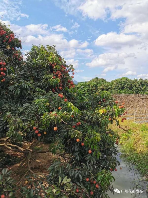 荔枝什么时候成熟季节，荔枝是几月份成熟（现摘现吃好过瘾，约吗）