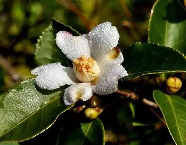 赣州有什么特产，赣州有哪些可以带走的特产（还有理由再低调吗）