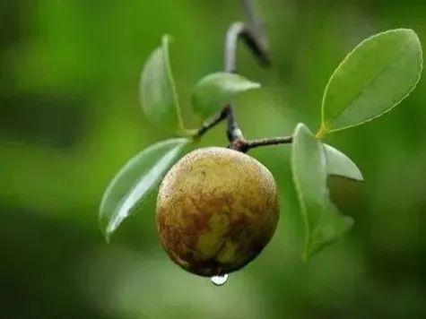 赣州有什么特产，赣州有哪些可以带走的特产（还有理由再低调吗）