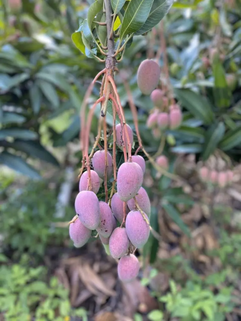 怎么剥芒果皮，怎么剥芒果皮好（19°蜜甜无纤维）