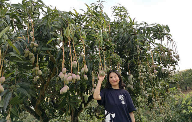 怎么剥芒果皮，怎么剥芒果皮好（19°蜜甜无纤维）