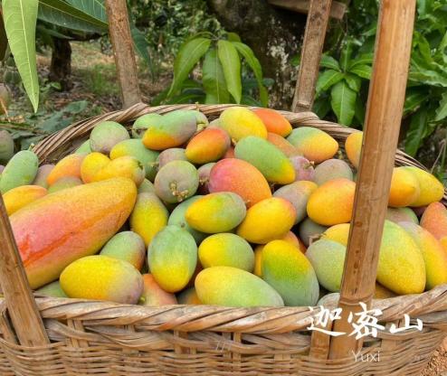 怎么剥芒果皮，怎么剥芒果皮好（19°蜜甜无纤维）