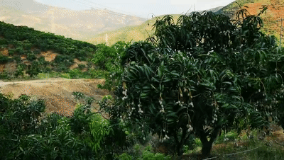 怎么剥芒果皮，怎么剥芒果皮好（19°蜜甜无纤维）