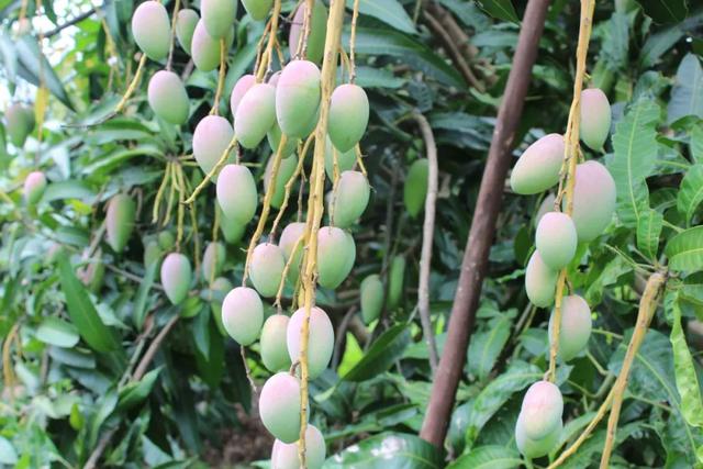 怎么剥芒果皮，怎么剥芒果皮好（19°蜜甜无纤维）