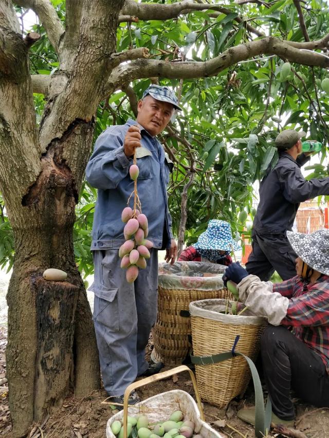 怎么剥芒果皮，怎么剥芒果皮好（19°蜜甜无纤维）