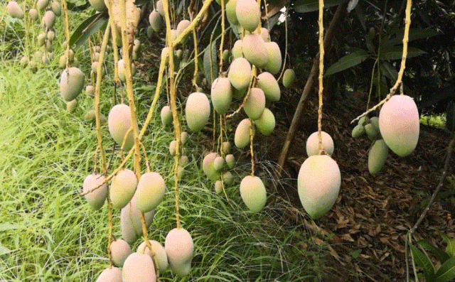 怎么剥芒果皮，怎么剥芒果皮好（19°蜜甜无纤维）
