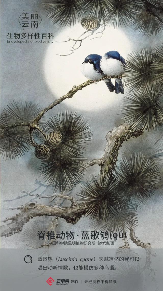 全身黑色尾巴很长是什么鸟，长尾巴黑色的鸟是什么鸟（脊椎动物•蓝歌鸲）