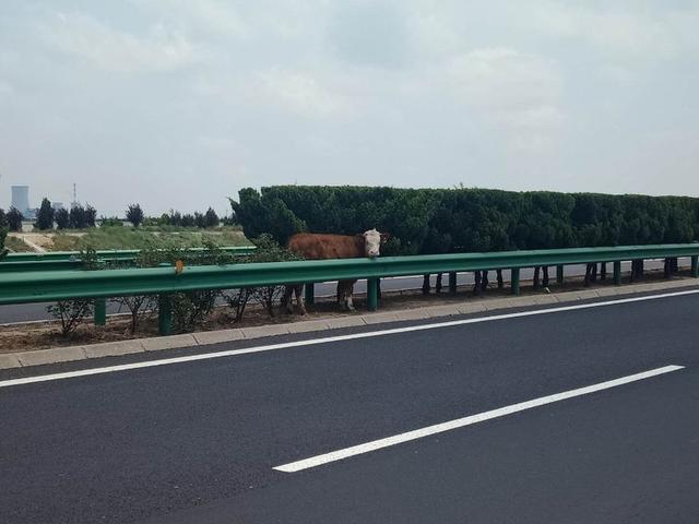 荣乌高速潍坊段，潍日高速具体路线图（山东潍坊：快来人）