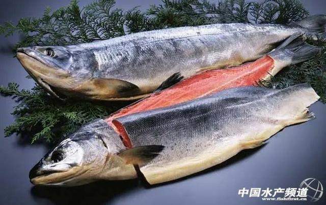 刺身海鲜种类，什么叫海鲜刺身（刺身，你吃得不少，那这几种呢）