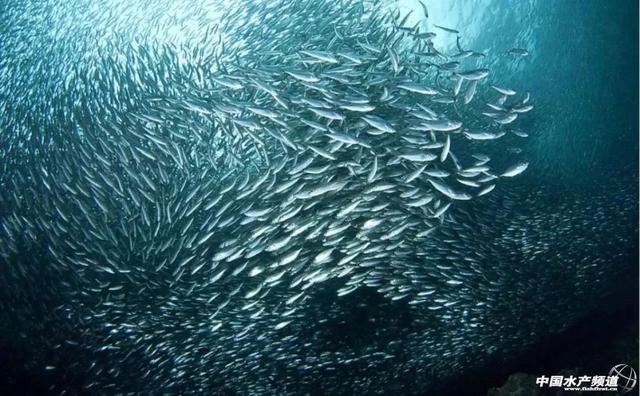 刺身海鲜种类，什么叫海鲜刺身（刺身，你吃得不少，那这几种呢）