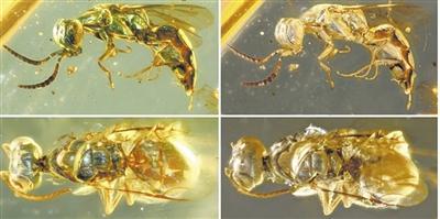 飞蛾是怎么产生的，小飞蛾怎么来的（这些昆虫为何穿越亿年仍能“自带光芒”）