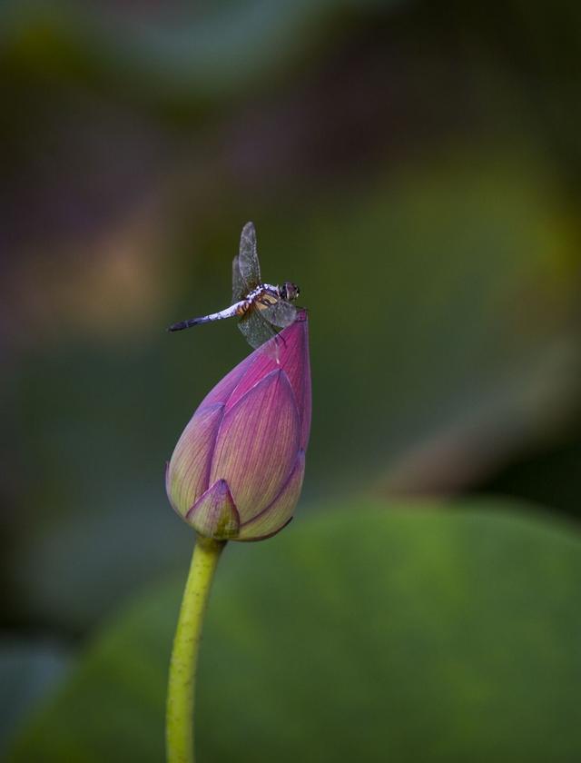 电影鬼肢解莲美恋，荷花恋