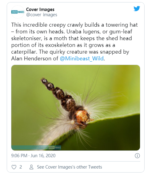 疯帽子的简介，疯帽子的名字叫什么（不同寻常的毛毛虫把废弃的“外骨骼头”戴成一顶非常怪异的帽子）