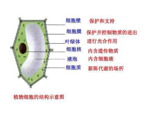 破壁机是什么鬼啊，破壁机是什么意思（动辄几千元是智商税吗）