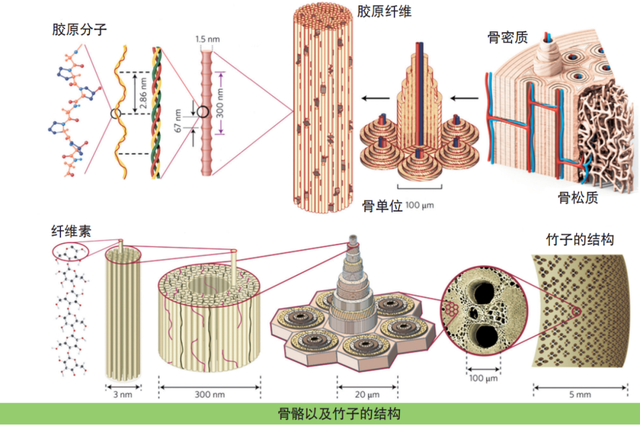 埃菲尔铁塔和人体骨骼