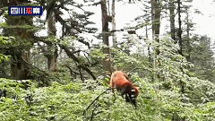 野生小樱桃该如何吃，小樱桃怎样吃（瓦屋山小熊猫悠闲采摘野生樱桃）