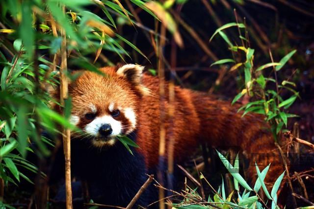 野生小樱桃该如何吃，小樱桃怎样吃（瓦屋山小熊猫悠闲采摘野生樱桃）