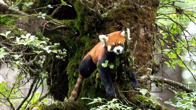 野生小樱桃该如何吃，小樱桃怎样吃（瓦屋山小熊猫悠闲采摘野生樱桃）