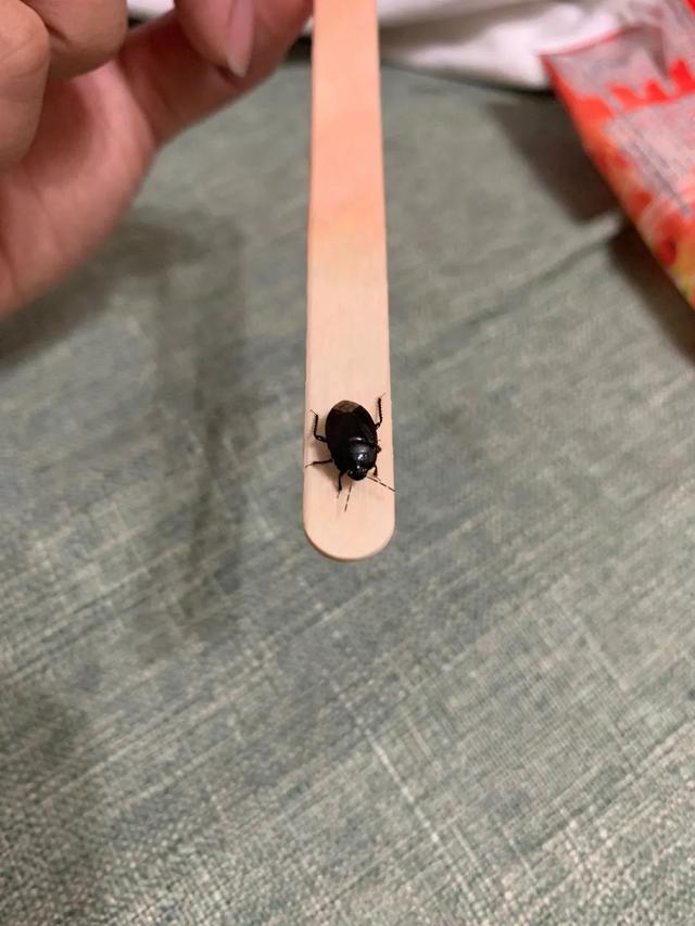 家里有好多黑色的小虫子是什么，家里出现很多小黑虫像跳蚤是什么（最近你家到处都是的小黑虫）