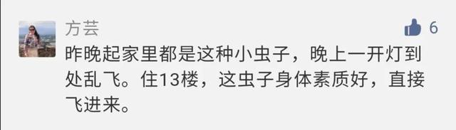 像跳蚤一样的小黑虫子是什么会飞，像跳蚤一样会飞的黑色虫子（最近许多人家里抓到的奇怪小黑虫）