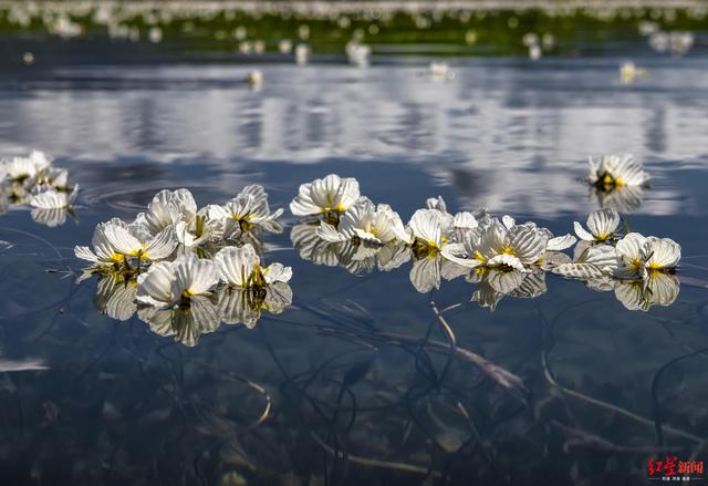 水性杨花是什么花，水性杨花指什么植物（千万朵白色小花铺满湖面）