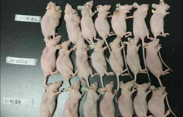 裸鼠简单介绍，什么是裸鼠（“做肿瘤剥离、裸鼠肿瘤细胞注射”）