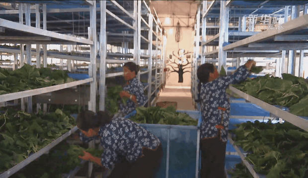 禾加一笔是什么字，禾字加一笔是什么字（乡村变美、群众变富...看）