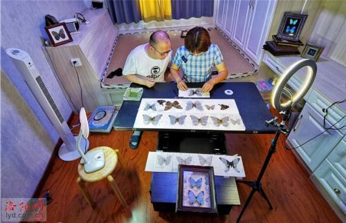 制作蝴蝶标本 创造幸福生活，蝴蝶标本图片（洛阳一对夫妻把兴趣变为生意）