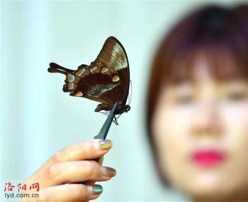 制作蝴蝶标本 创造幸福生活，蝴蝶标本图片（洛阳一对夫妻把兴趣变为生意）
