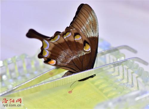 制作蝴蝶标本 创造幸福生活，蝴蝶标本图片（洛阳一对夫妻把兴趣变为生意）